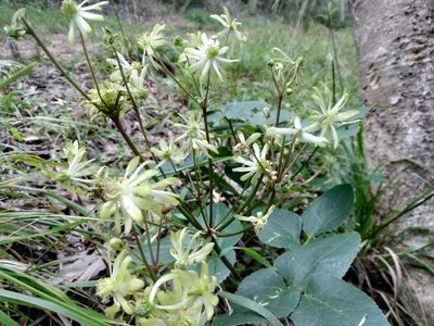 Knowltonia vesicatoria, photographed by De Waal Hugo