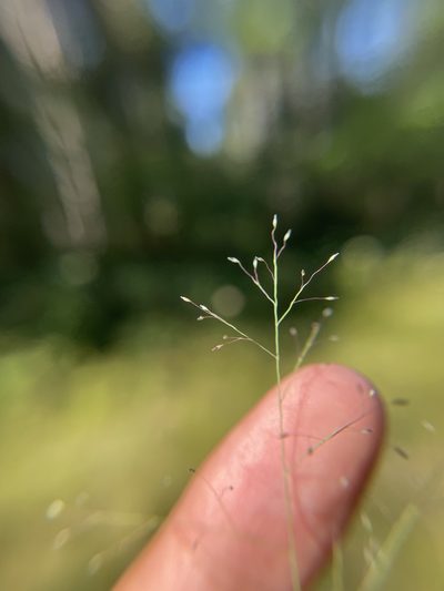 Muhlenbergia uniflora, photographed by Brandon Corder