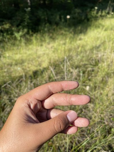 Muhlenbergia uniflora, photographed by Brandon Corder