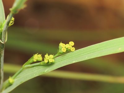 Bupleurum praealtum, photographed by Emanuele Santarelli
