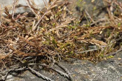 Catapodium marinum, photographed by Stephen James McWilliam