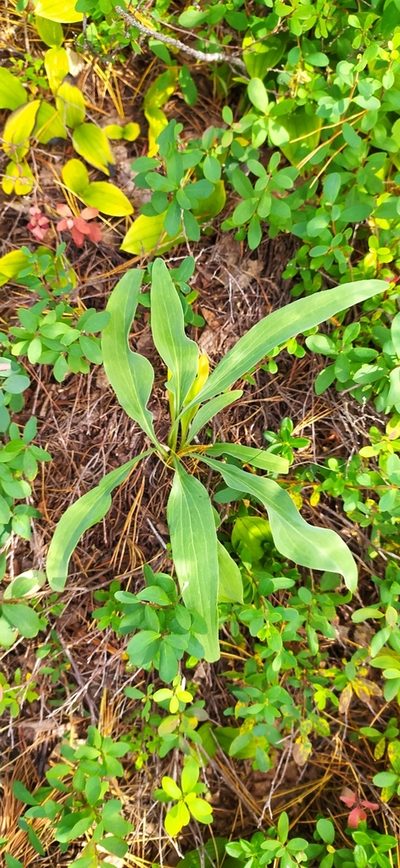 Scorzonera glabra, photographed by Алексей Ябс