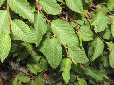 Ostrya carpinifolia, photographed by Emanuele Santarelli