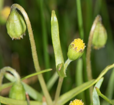 Lasthenia glaberrima, photographed by Don Loarie