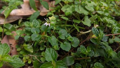 Lobelia nummularia, photographed by Cheng-Te Hsu