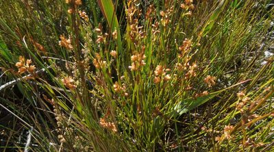 Mastersiella purpurea, photographed by Di Turner