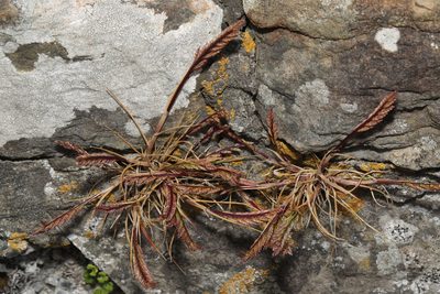 Catapodium marinum, photographed by Stephen James McWilliam