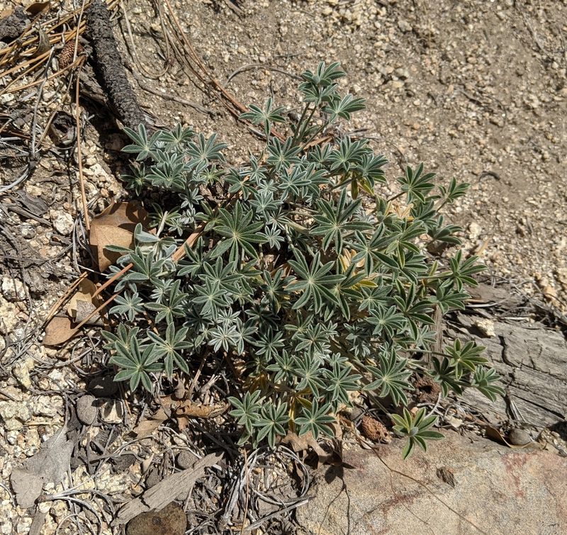 Lupinus grayi, photographed by Zac Peterson
