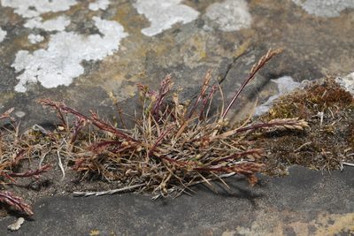 Catapodium marinum, photographed by Stephen James McWilliam