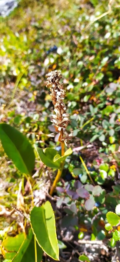 Lagotis uralensis, photographed by Алексей Ябс