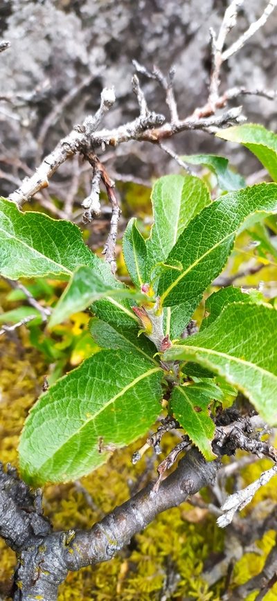 Salix recurvigemmata, photographed by Алексей Ябс