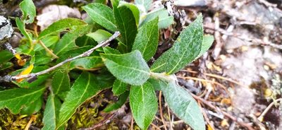 Salix recurvigemmata, photographed by Алексей Ябс