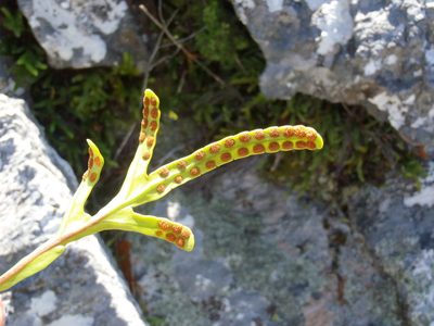 Polypodium ensiforme, photographed by Di Turner
