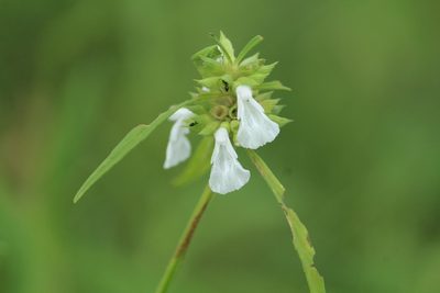 Leucas aspera, photographed by Haneesh K M