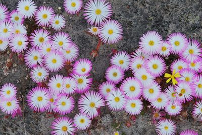 Cleretum clavatum, photographed by Charles Stirton