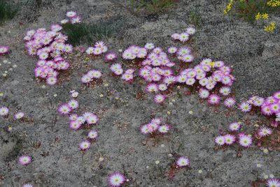Cleretum clavatum, photographed by Charles Stirton
