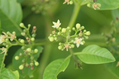 Cipadessa baccifera, photographed by Haneesh K M