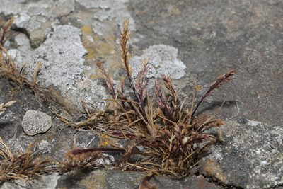 Catapodium marinum, photographed by Stephen James McWilliam