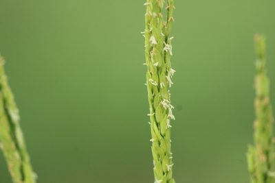 Oryza sativa, photographed by Haneesh K M