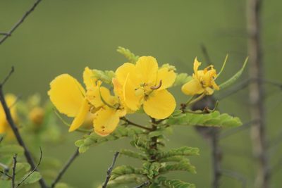 Senna auriculata, photographed by Haneesh K M