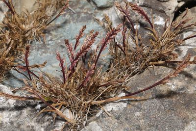 Catapodium marinum, photographed by Stephen James McWilliam