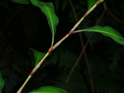 Polygonum pubescens, photographed by Jacy Chen