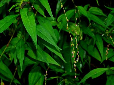 Polygonum pubescens, photographed by Jacy Chen