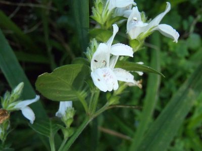 Isoglossa ciliata, photographed by Di Turner