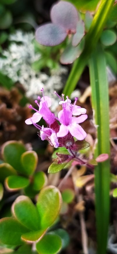Thymus glabricaulis, photographed by Алексей Ябс