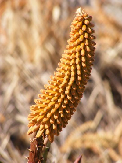 Aloe petricola, photographed by Andrew Deacon
