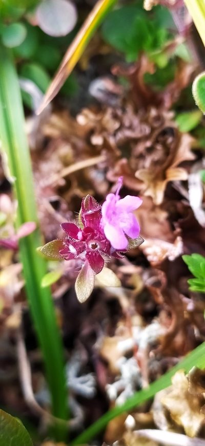 Thymus glabricaulis, photographed by Алексей Ябс
