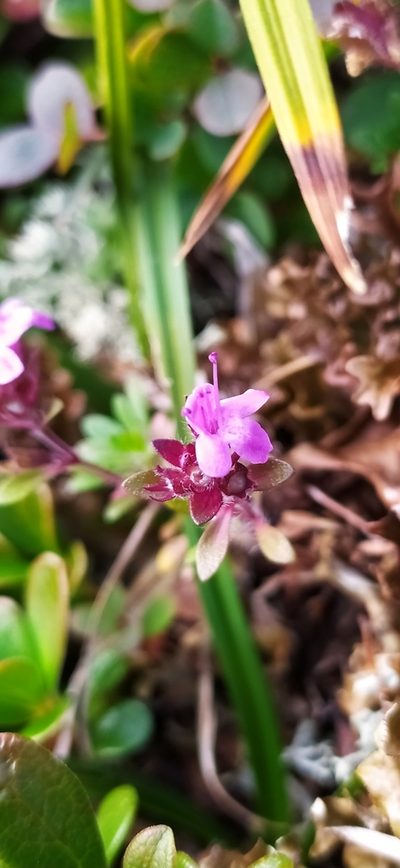 Thymus glabricaulis, photographed by Алексей Ябс