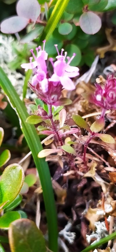 Thymus glabricaulis, photographed by Алексей Ябс