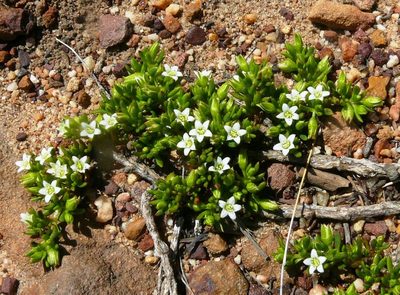 Acrosanthes humifusa, photographed by Tony Rebelo