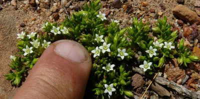 Acrosanthes humifusa, photographed by Tony Rebelo