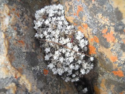 Helichrysum saxicola, photographed by Di Turner