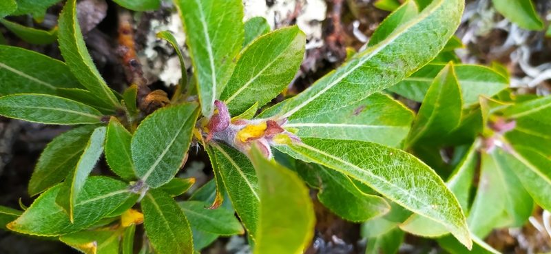 Salix recurvigemmata, photographed by Алексей Ябс