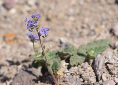 Phacelia bombycina, photographed by Mike Duran