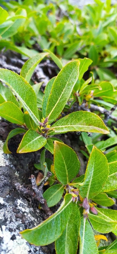 Salix recurvigemmata, photographed by Алексей Ябс