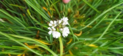 Gypsophila uralensis, photographed by Алексей Ябс