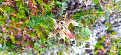 Oxytropis sordida, photographed by Алексей Ябс