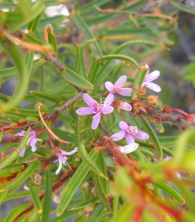 Agathosma pungens, photographed by Di Turner