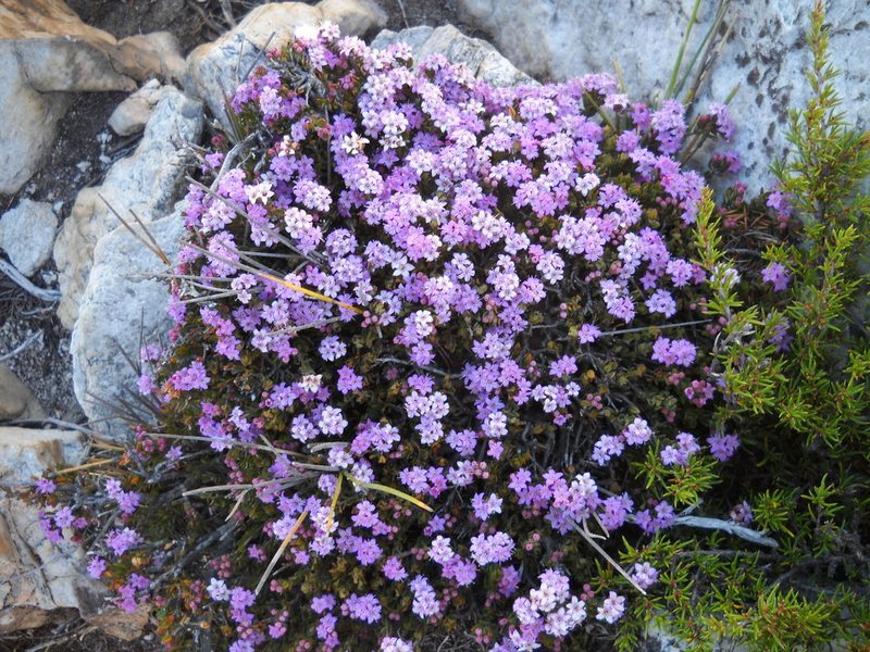 Agathosma zwartbergensis, photographed by Di Turner
