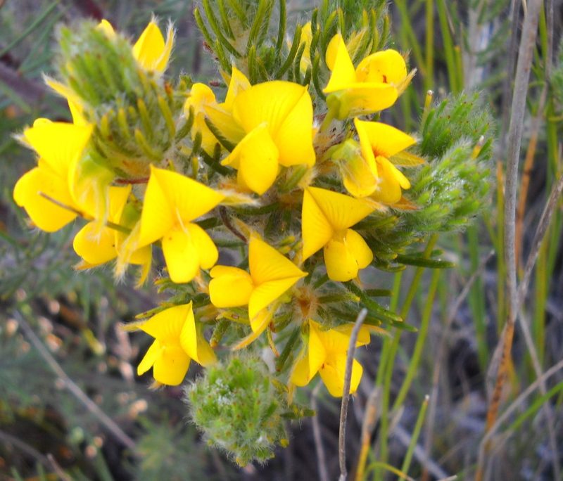 Cyclopia alopecuroides, photographed by Di Turner