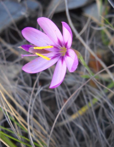 Geissorhiza elsiae, photographed by Di Turner