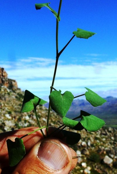 Senecio hastifolius, photographed by Tony Rebelo