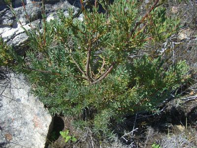 Leucadendron rourkei, photographed by Di Turner