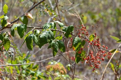 Rhus terebinthifolia, photographed by Neptalí Ramírez Marcial