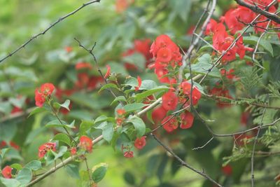 Holmskioldia sanguinea, photographed by Haneesh K M