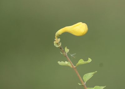 Gmelina asiatica, photographed by Haneesh K M